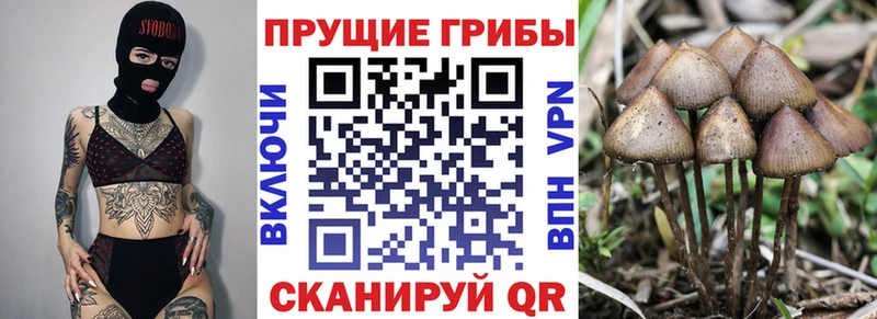 купить сайты гидра как зайти Псилоцибиновые грибы Psilocybe Весьегонск